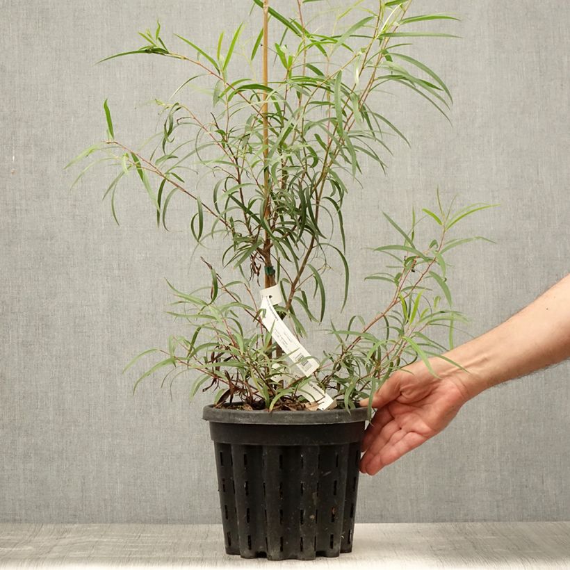 Eucalyptus approximans 4L/5L pot sample as delivered in summer