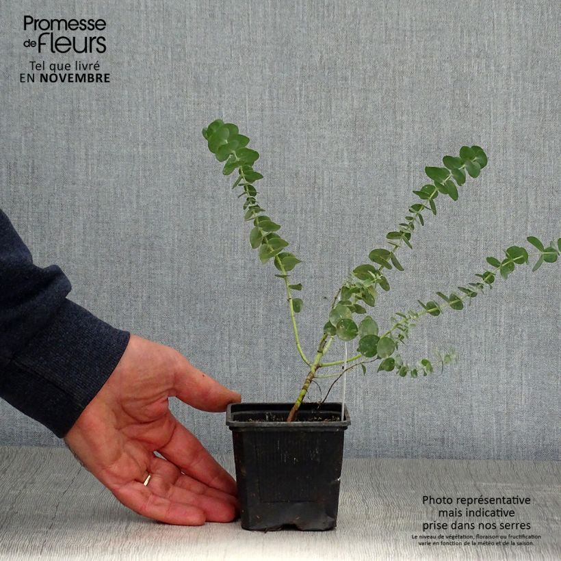 Eucalyptus pulverulenta Baby Blue (Little Boy Blue) 8/9 cm pot sample as delivered in autumn