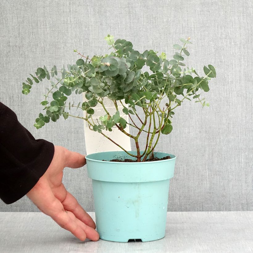 Eucalyptus pulverulenta Baby Blue (Little Boy Blue) 1.5L/2L pot sample as delivered in winter