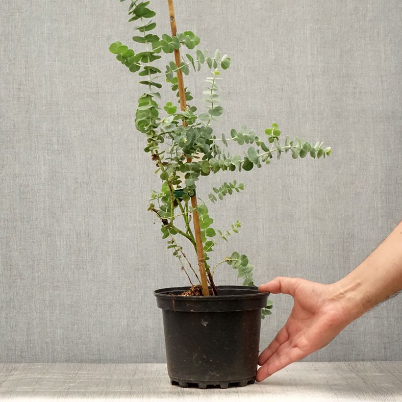 Eucalyptus pulverulenta Baby Blue (Little Boy Blue) 2L/3L pot sample as delivered in summer