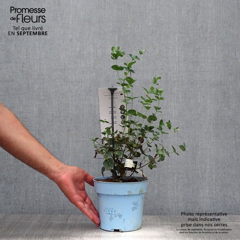 Eucalyptus pulverulenta Baby Blue (Little Boy Blue) 2L/3L pot sample as delivered in autumn