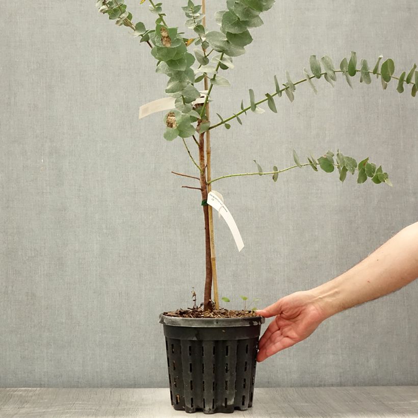 Eucalyptus bridgesiana 4L/5L pot sample as delivered in summer