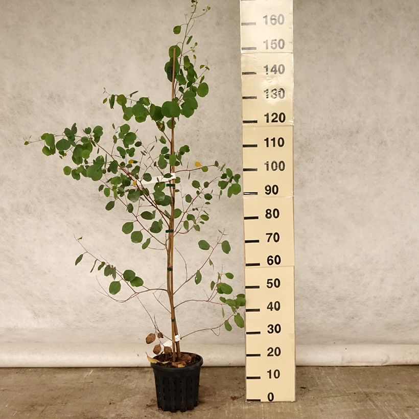 Eucalyptus camphora subsp camphora 4L/5L pot sample as delivered in summer