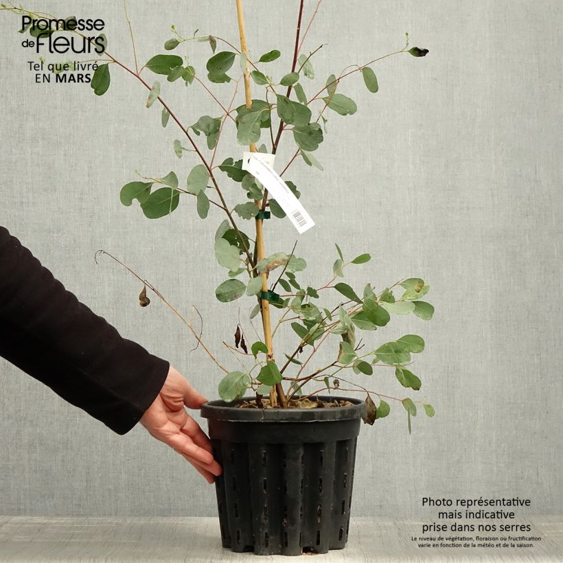 Eucalyptus camphora subsp camphora - Gommier des marais - Pot de 4L/5L sample as delivered in spring