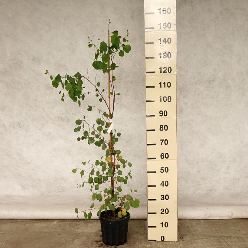 Eucalyptus camphora subsp humeana 4L/5L pot sample as delivered in summer