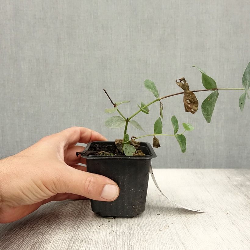 Eucalyptus cinerea Silver Dollar 8/9 cm pot sample as delivered in summer