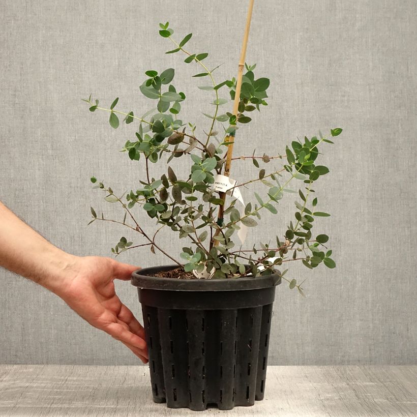 Eucalyptus coccifera 4L/5L pot sample as delivered in summer