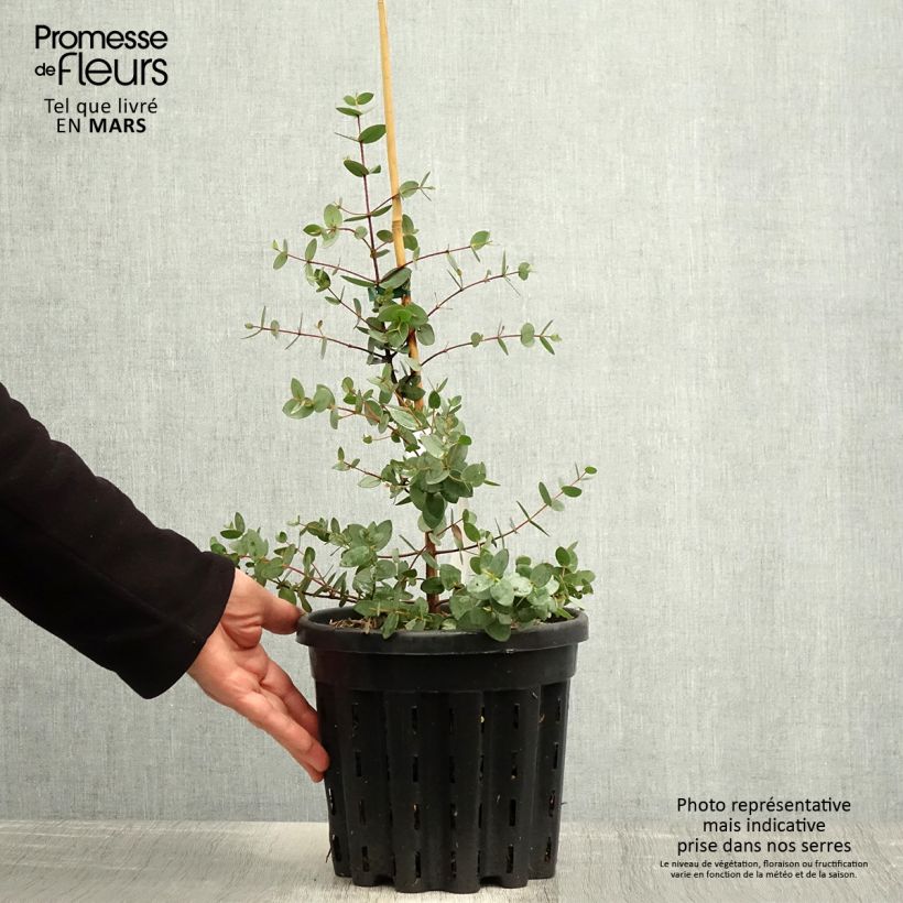 Eucalyptus coccifera - Gommier des neiges de Tasmanie - Pot de 4L/5L sample as delivered in spring