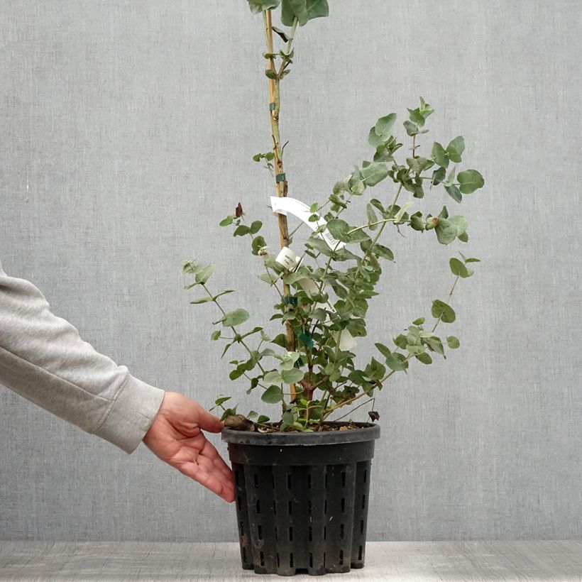 Eucalyptus cordata subsp quadrangulosa 4L/5L pot sample as delivered in summer