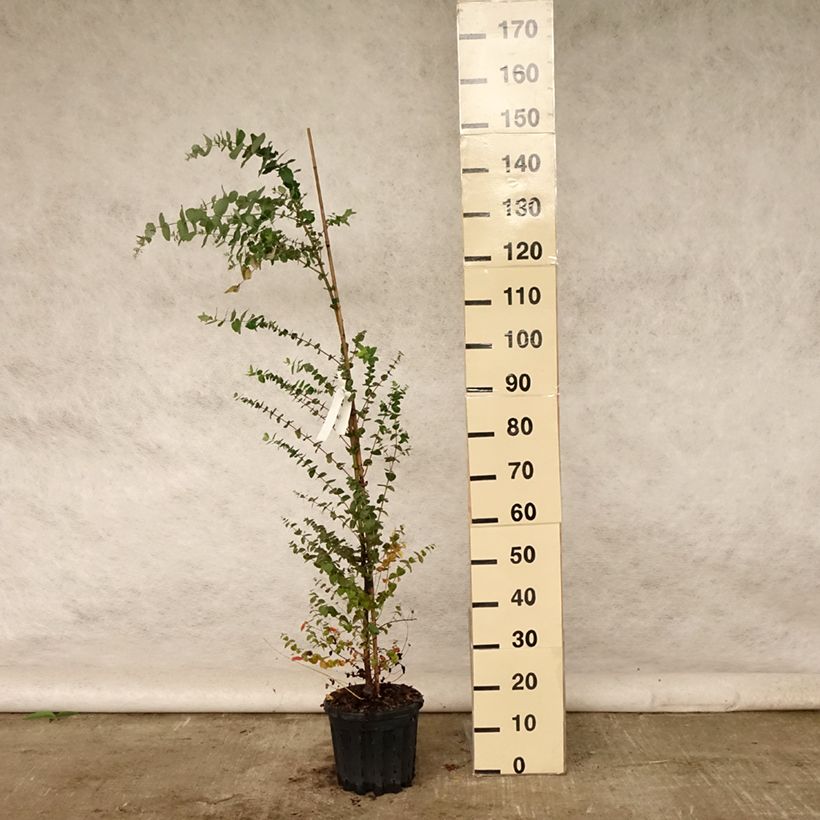 Eucalyptus crenulata 4L/5L pot sample as delivered in summer
