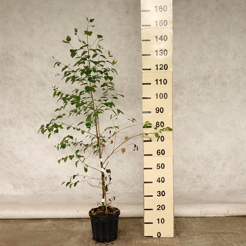 Eucalyptus deanei 4L/5L pot sample as delivered in summer