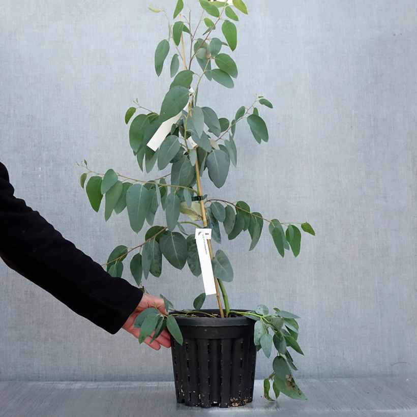 Eucalyptus delegatensis subsp. tasmaniensis 4L/5L pot sample as delivered in autumn