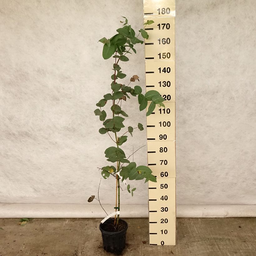 Eucalyptus elliptica 4L/5L pot sample as delivered in summer