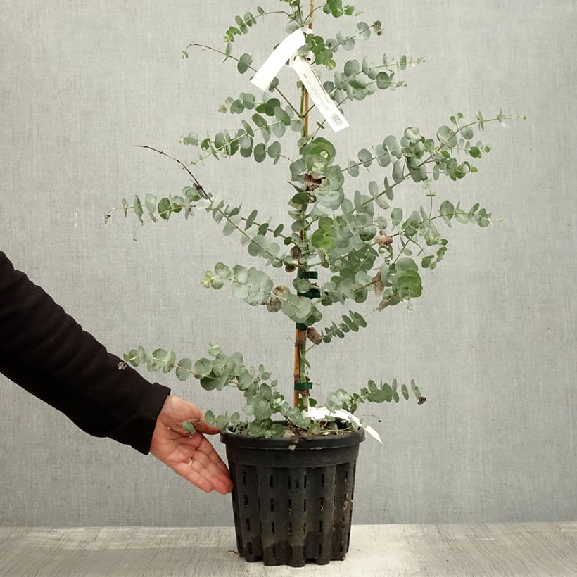Eucalyptus glaucescens Guthega 4L/5L pot sample as delivered in autumn