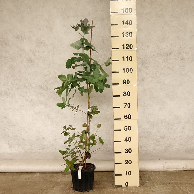Eucalyptus globulus subsp bicostata 4L/5L pot sample as delivered in summer