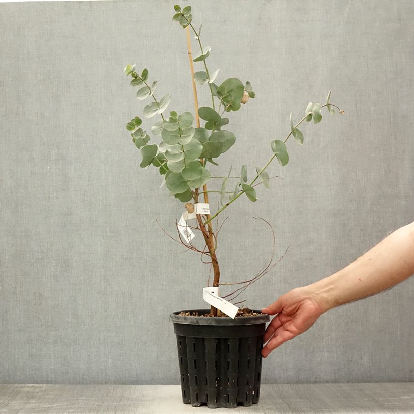 Eucalyptus goniocalyx Dwarf form 4L/5L pot sample as delivered in summer
