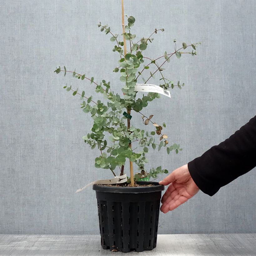 Eucalyptus goniocalyx Dwarf form - Eucalyptus goniocalyx forme naine Pot de 4L/5L, Pot anti-chignonHauteur livrée env. 20/30cm sample as delivered in spring