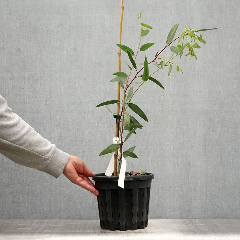 Eucalyptus gregsoniana 3L/4L pot sample as delivered in summer