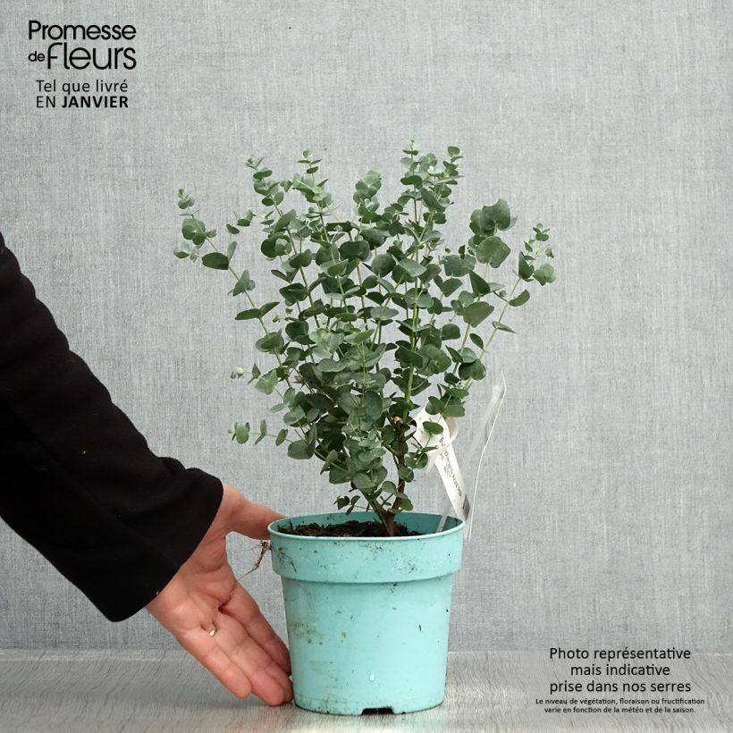 Eucalyptus gunnii Azura 1.5L/2L pot sample as delivered in winter