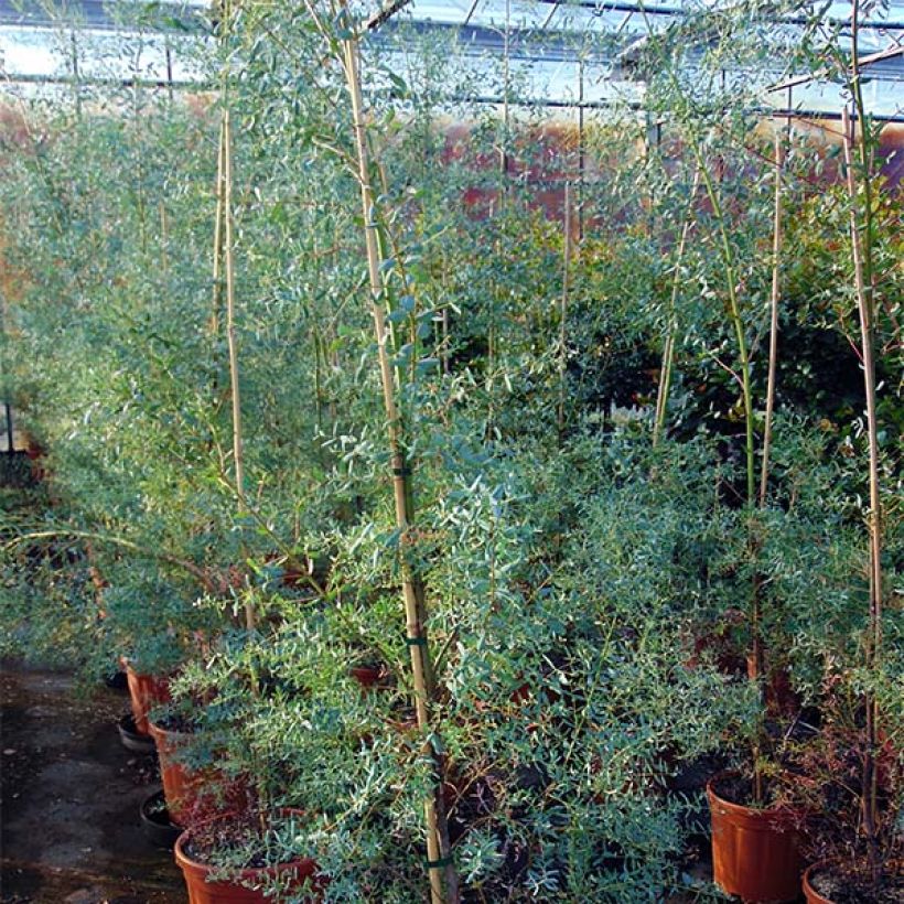 Eucalyptus gunnii France Bleu Rengun - Cider gum (Plant habit)