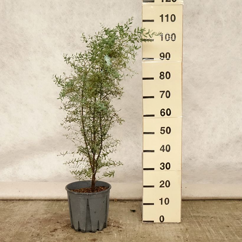 Eucalyptus gunnii France Bleu Rengun - Cider gum 7.5L/10L pot sample as delivered in summer
