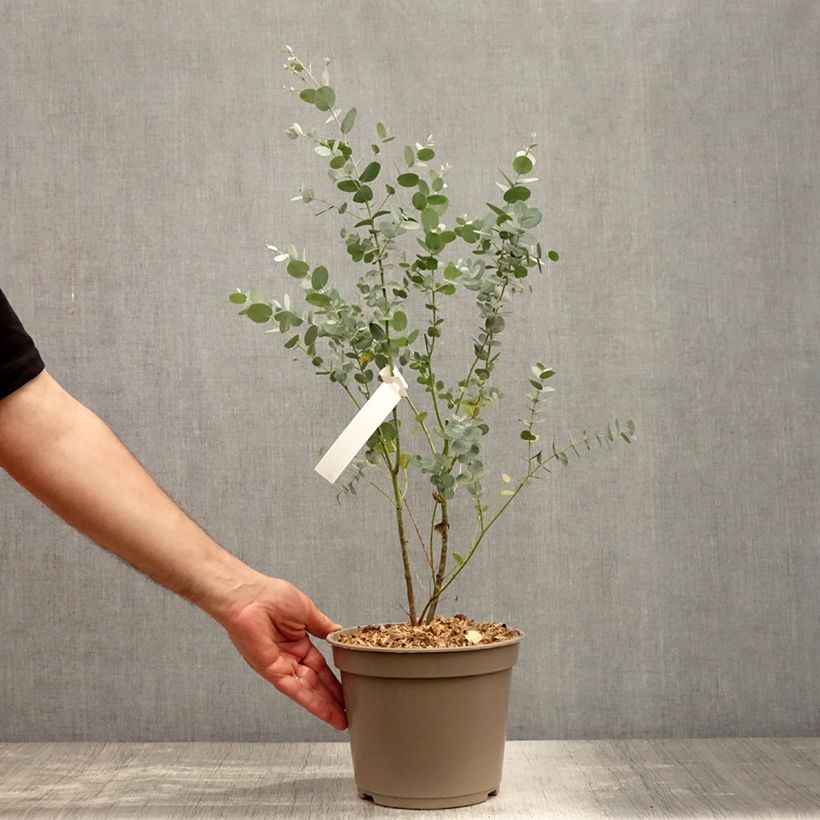 Eucalyptus gunnii Silverana 1.5L/2L pot sample as delivered in summer