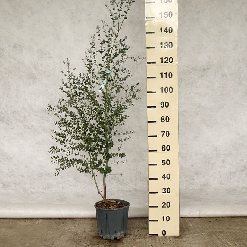 Eucalyptus gunnii Silverana 4L/5L pot sample as delivered in summer