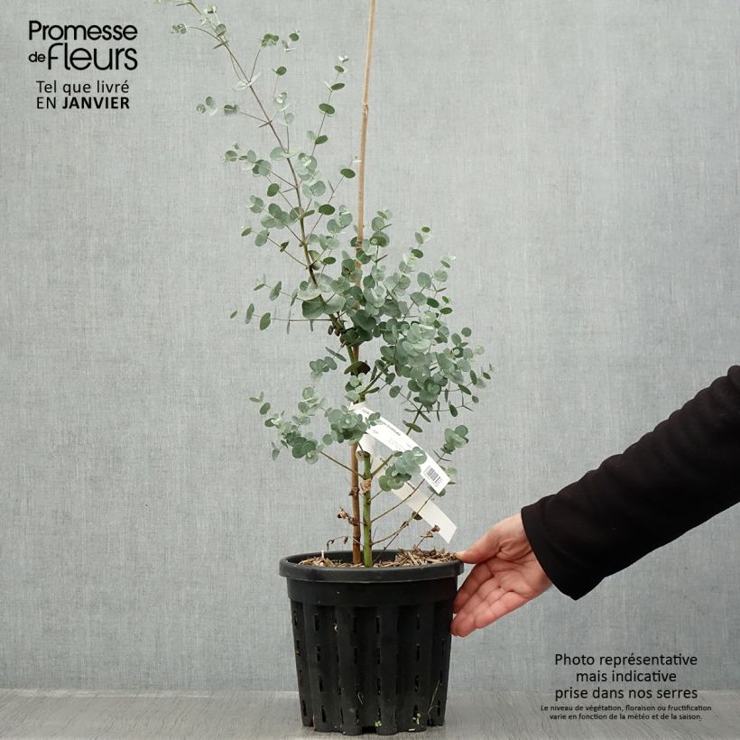 Eucalyptus gunnii subsp. divaricata 4L/5L pot sample as delivered in winter