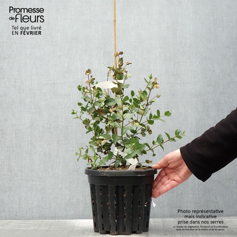 Eucalyptus johnstonii 4L/5L pot sample as delivered in winter