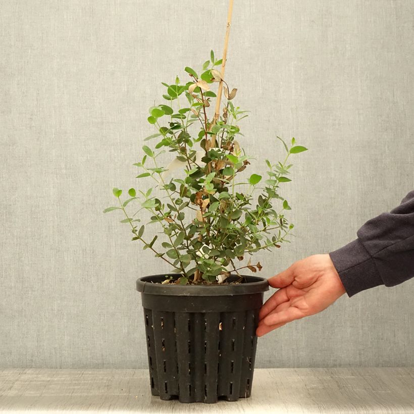 Eucalyptus johnstonii - Gommier jaune de Tasmanie - Pot de 4L/5L sample as delivered in spring