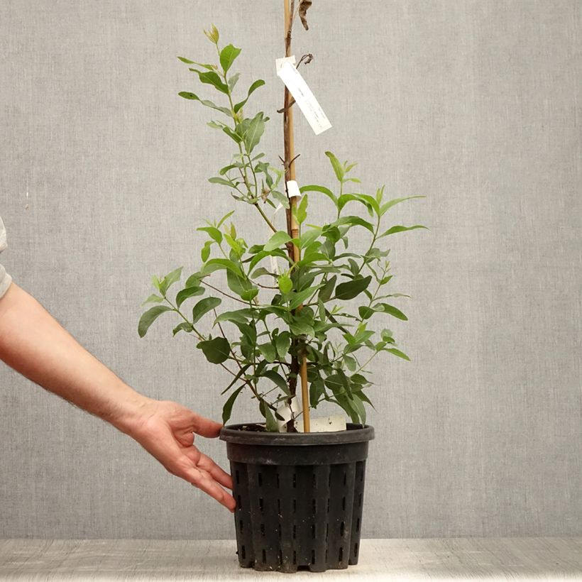 Eucalyptus kitsoniana 4L/5L pot sample as delivered in summer