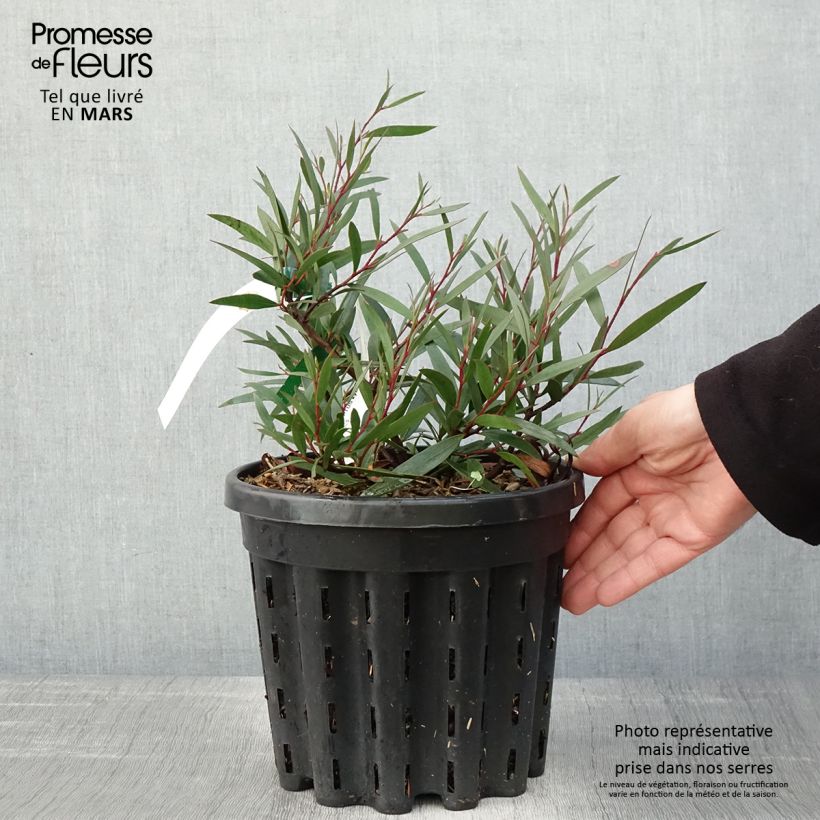 Eucalyptus kybeanensis 4L/5L pot sample as delivered in spring