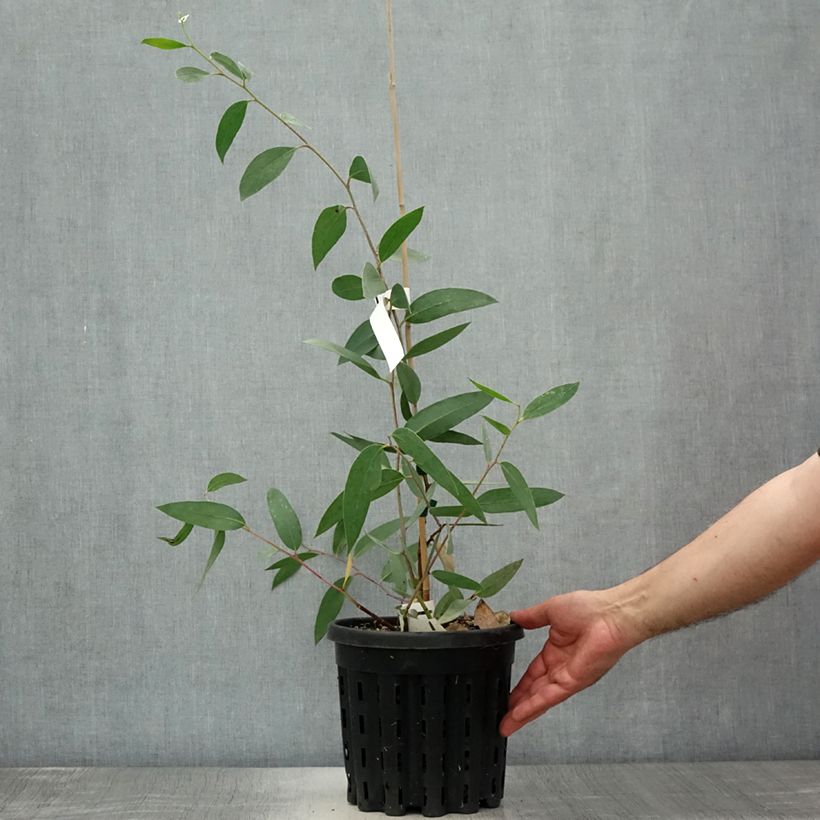 Eucalyptus lacrimans 4L/5L pot sample as delivered in summer