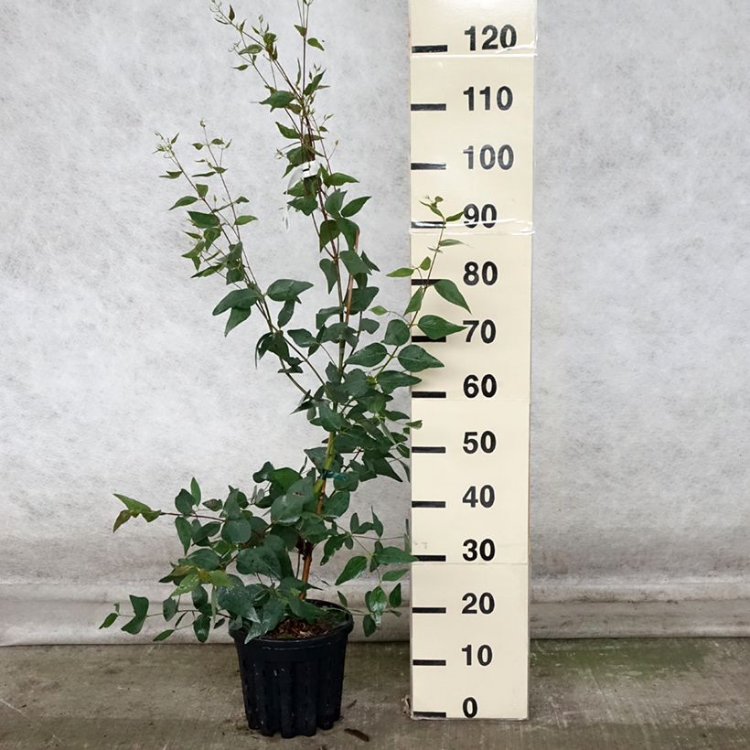 Eucalyptus leucoxylon Rosea 4L/5L pot sample as delivered in autumn