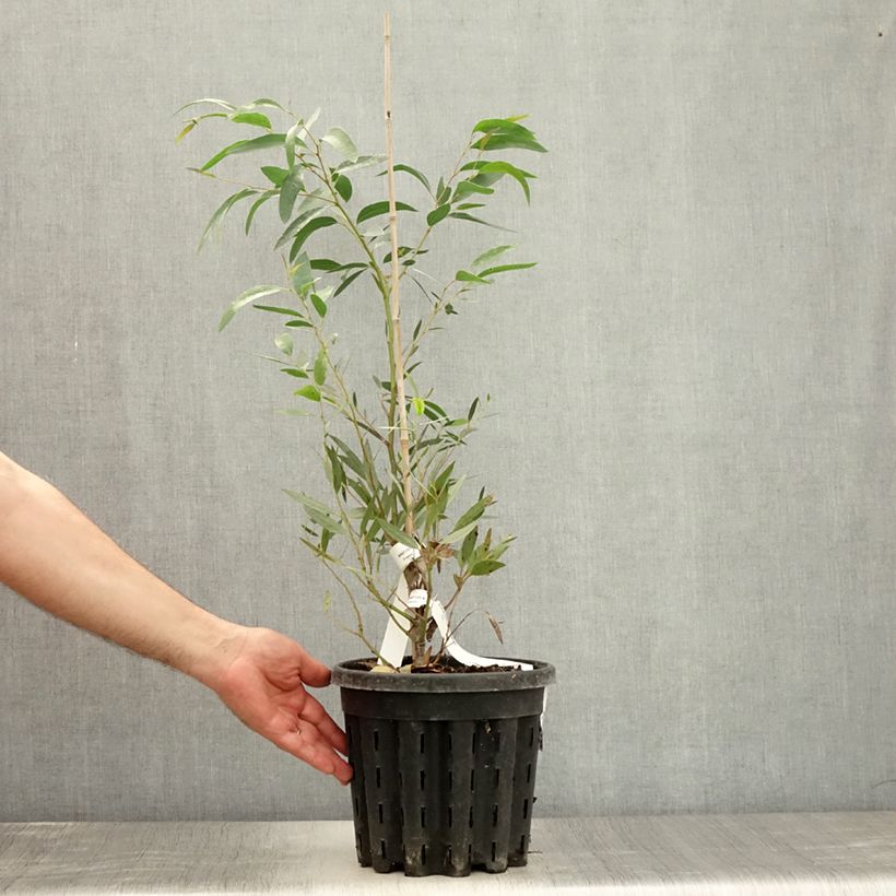 Eucalyptus mitchelliana 4L/5L pot sample as delivered in summer