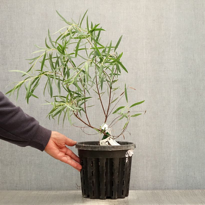 Eucalyptus moorei var. moorei 4L/5L pot sample as delivered in summer