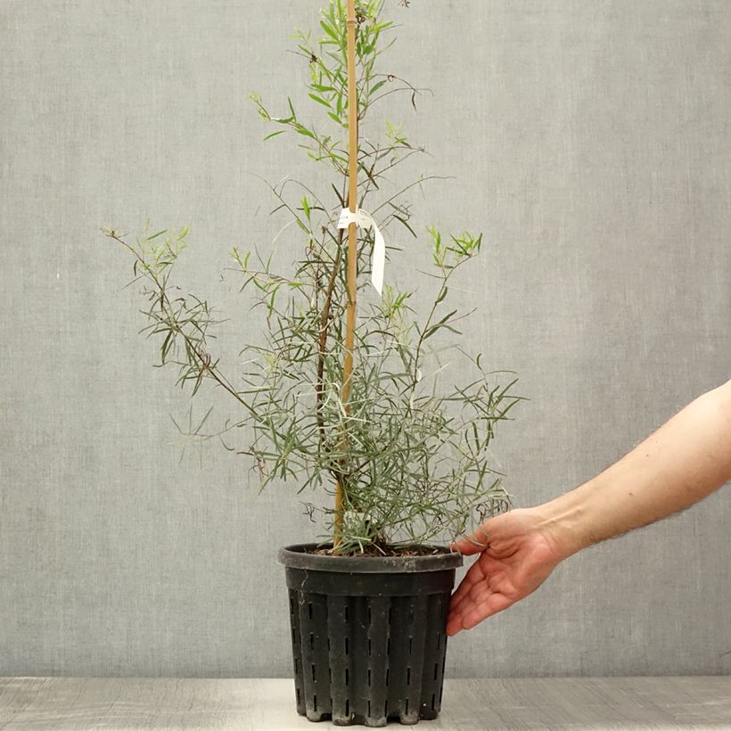 Eucalyptus nicholii 4L/5L pot sample as delivered in summer