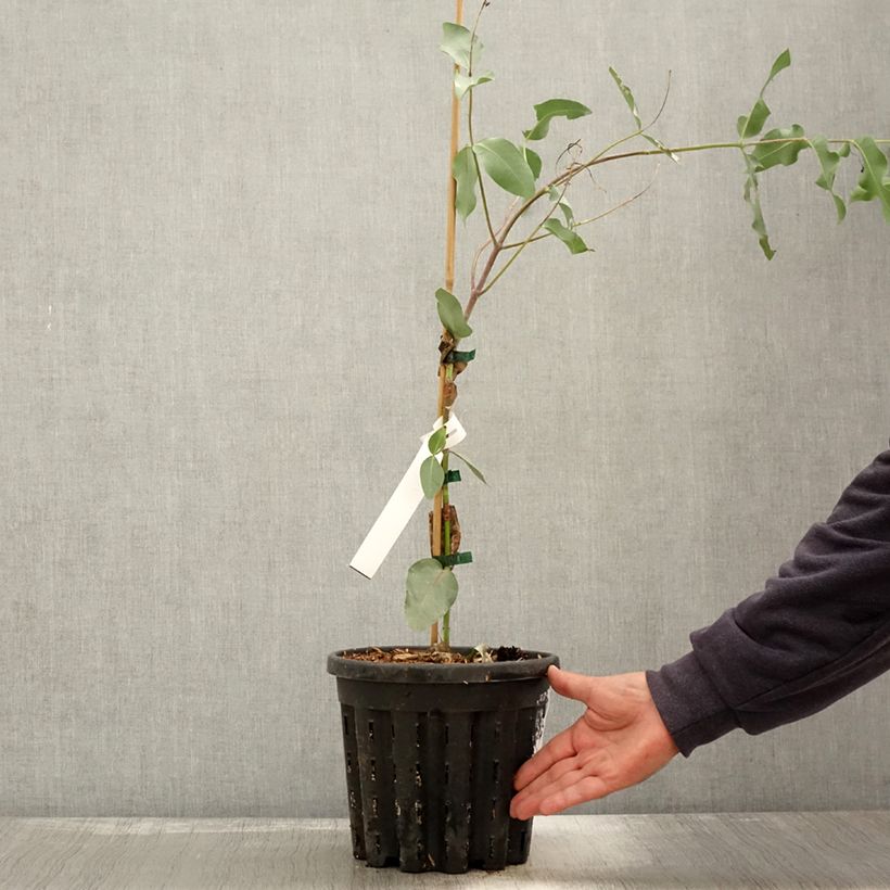 Eucalyptus nitens 4L/5L pot sample as delivered in autumn