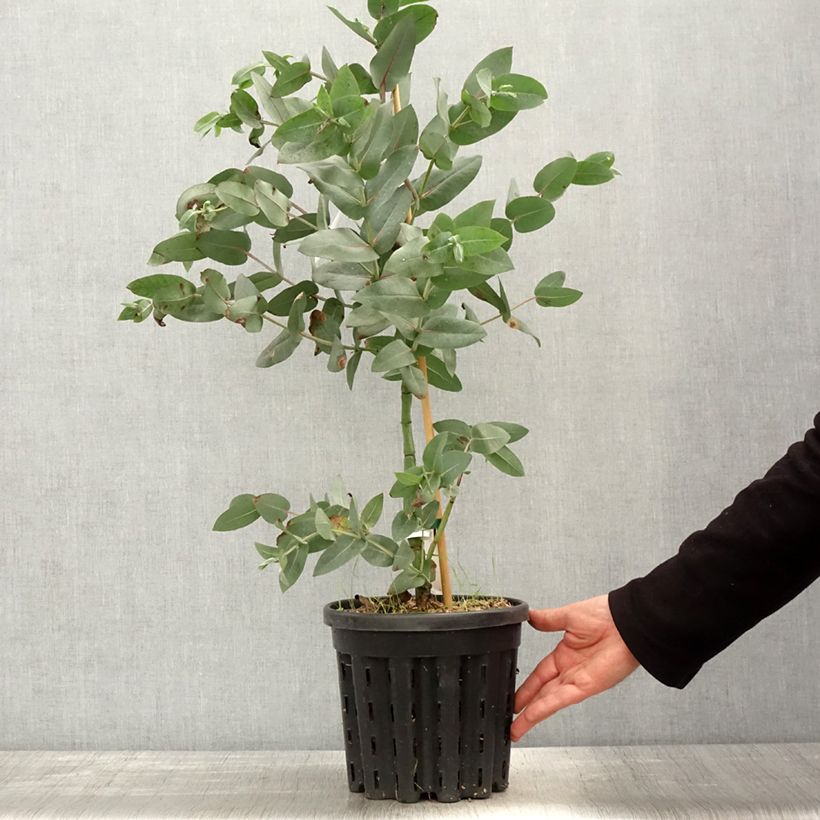 Eucalyptus nitens - Gommier brillant, Shining Gum - Pot de 4L/5L sample as delivered in spring