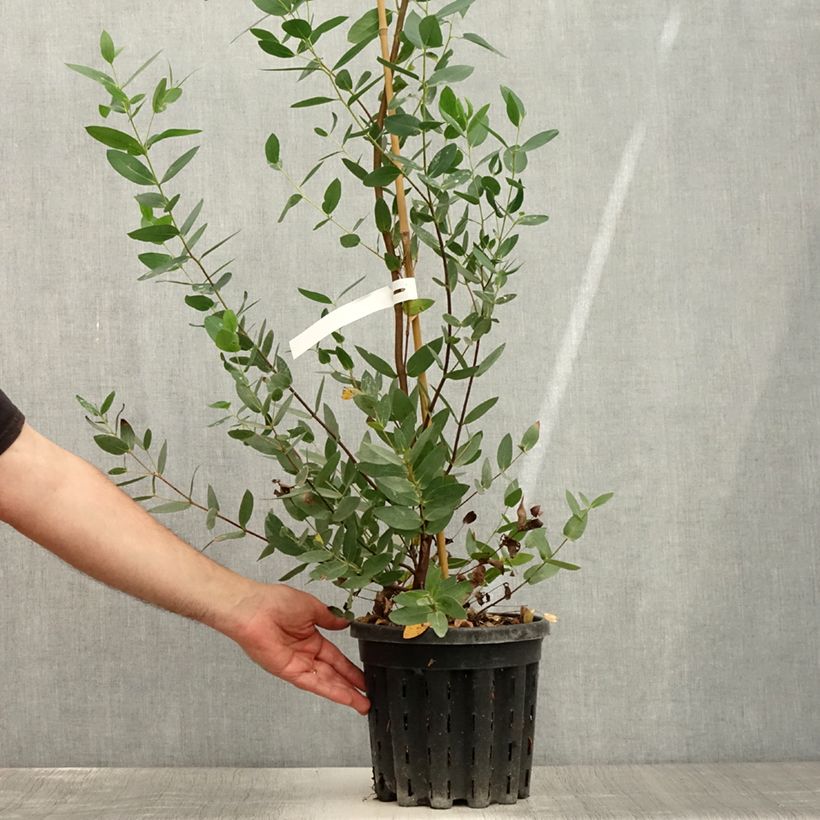 Eucalyptus nitida 4L/5L pot sample as delivered in summer