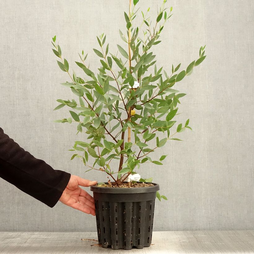Eucalyptus nitida - Gommier menthe de Smithton - Pot de 4L/5L sample as delivered in spring