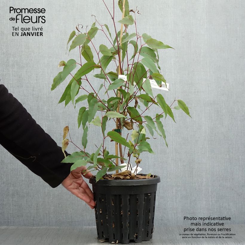 Eucalyptus obliqua 4L/5L pot sample as delivered in winter