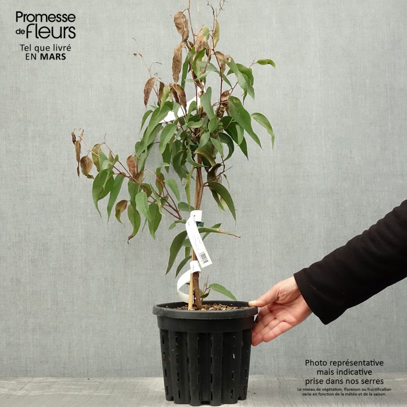 Eucalyptus obliqua - Eucalyptus géant, Stringybark - Pot de 4L/5L sample as delivered in spring