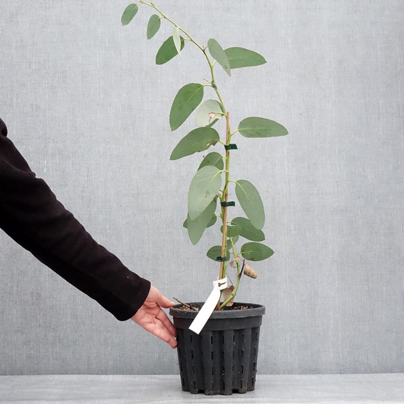 Eucalyptus pauciflora subsp. hedraia Falls Creek 4L/5L pot sample as delivered in winter