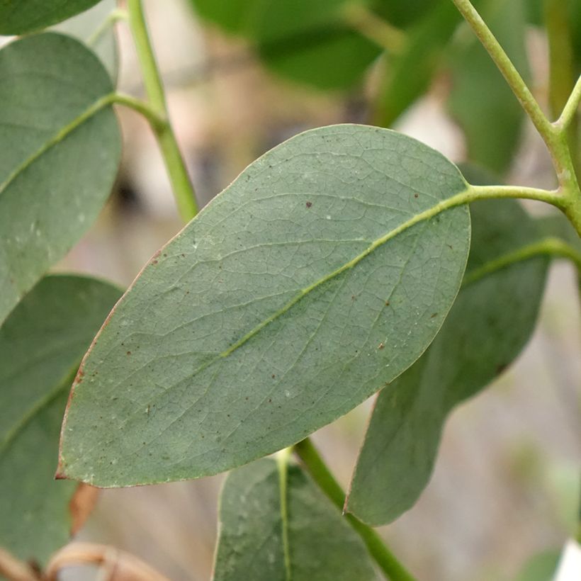 Eucalyptus pauciflora subsp. hedraia Falls Creek (Foliage)