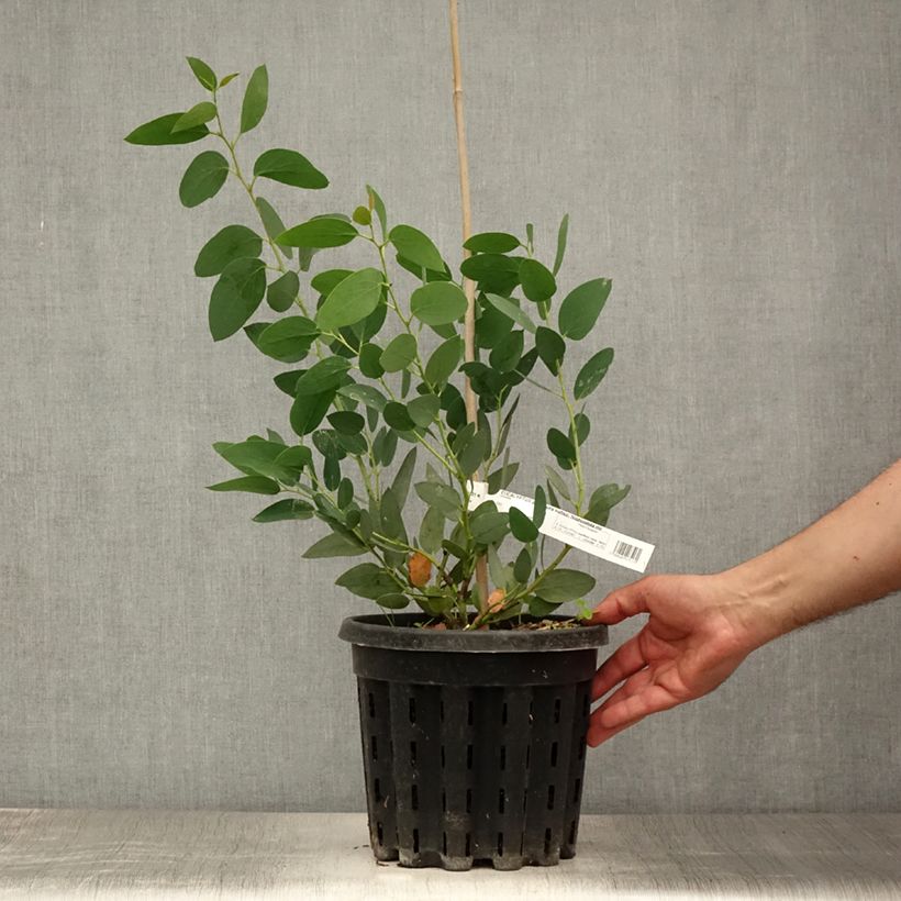 Eucalyptus pauciflora subsp. niphophila Mt Bogong 4L/5L pot sample as delivered in summer