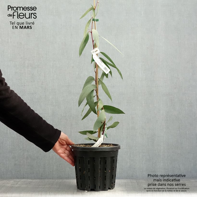 Eucalyptus pauciflora subsp. pauciflora Adaminaby - Gommier des neiges Pot de 4L/5L, Pot anti-chignonHauteur livrée env. 40/60cm sample as delivered in spring