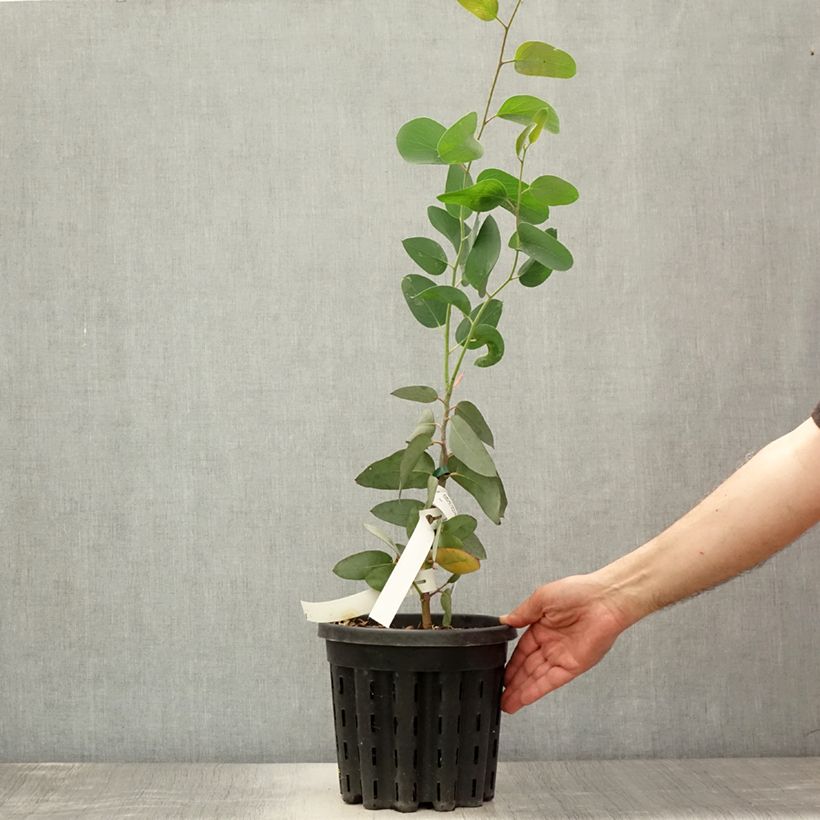 Eucalyptus pauciflora subsp. pauciflora Buffalo 4L/5L pot sample as delivered in summer