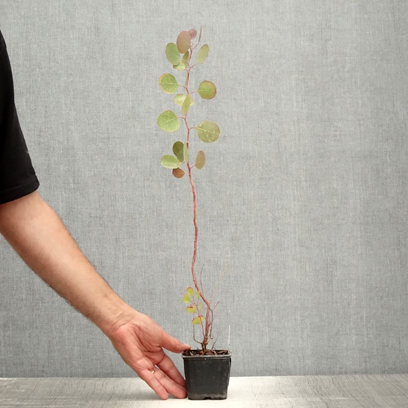 Eucalyptus polyanthemos 8/9 cm pot sample as delivered in summer