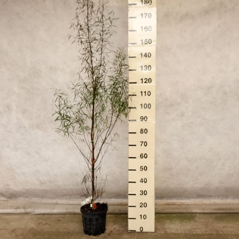 Eucalyptus pulchella 4L/5L pot sample as delivered in autumn